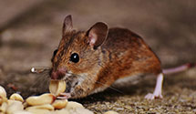 24 Hour & Emergency Exterminators in St University, AR